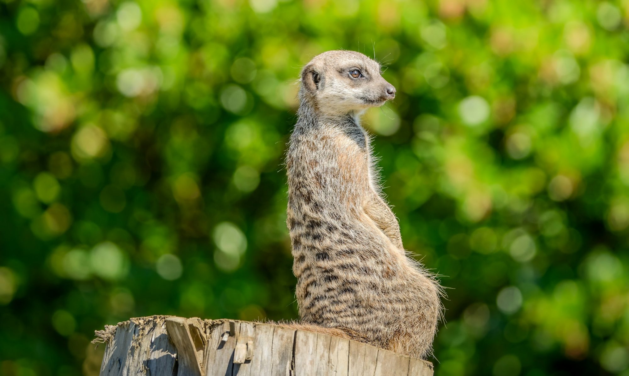 Stichting Animalia banner Stokstaartje