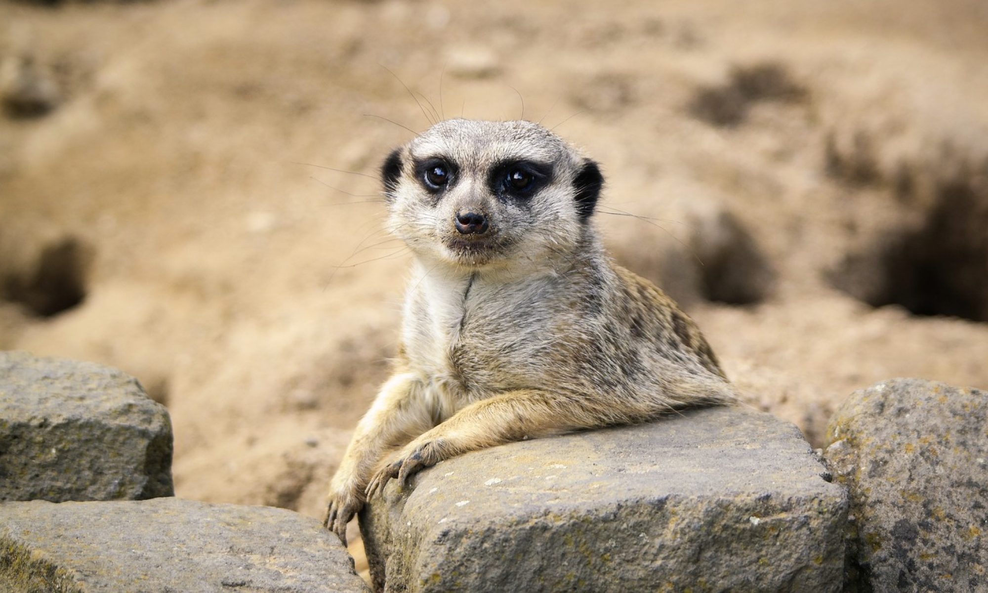 Stichting Animalia banner Stokstaartje