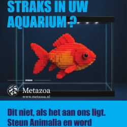 Poster: "Blijven alleen knuffeldieren dan nog over?" Goudvis