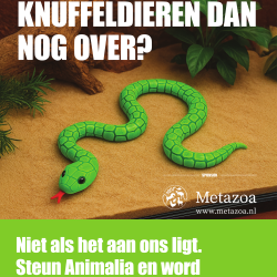 Poster: "Blijven alleen knuffeldieren dan nog over?" Slang