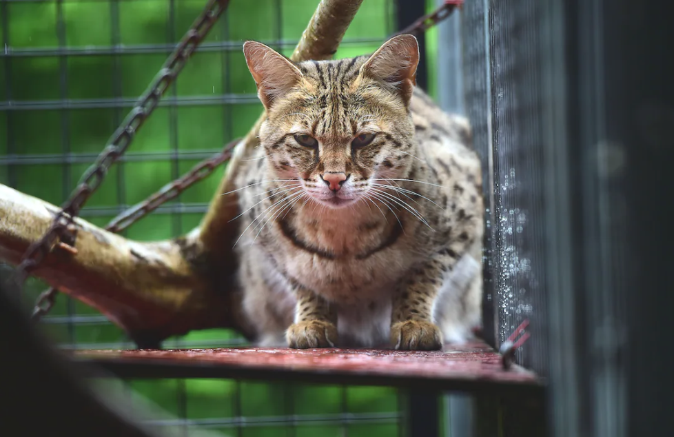 Positieflijst criminaliseert dierhouders, ondermijnt mogelijkheid dierenwelzijn te verbeteren. Duidelijke richtlijnen zijn nodig