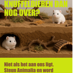 Flyerpakket Hamsters A5 - Stichting Animalia (100 stuks)