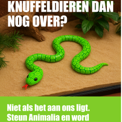 Flyerpakket Slang A5 - Stichting Animalia (100 stuks)